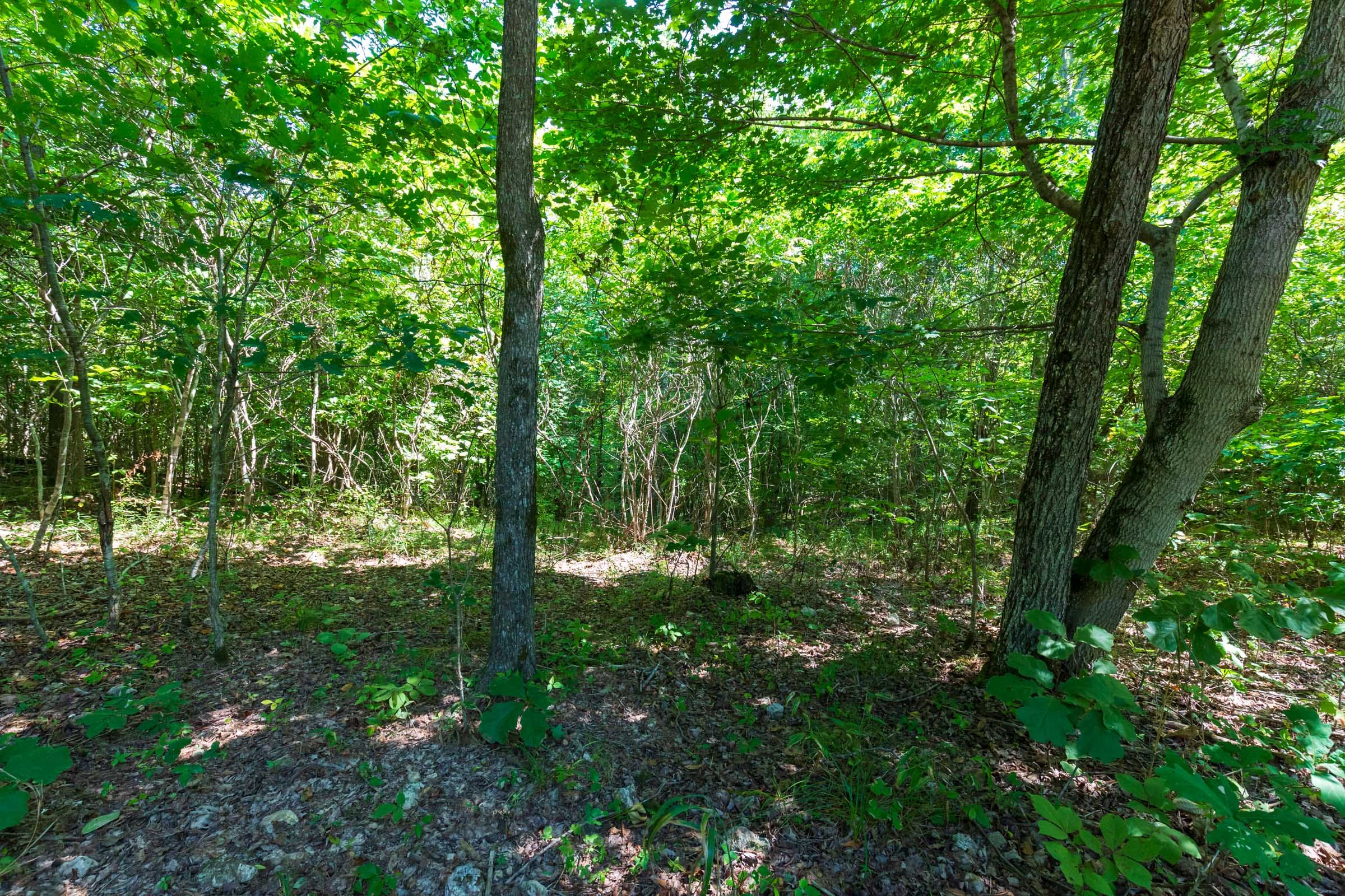 Cypress Ridge Tract 31 photo 6