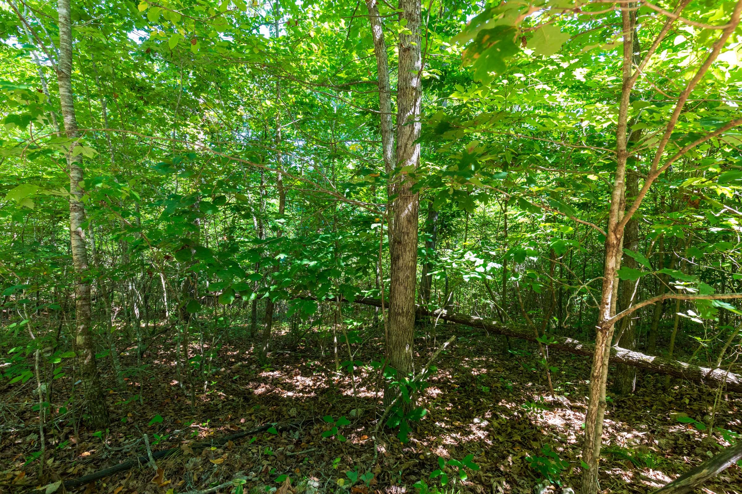Cypress Ridge Tract 31 photo 8