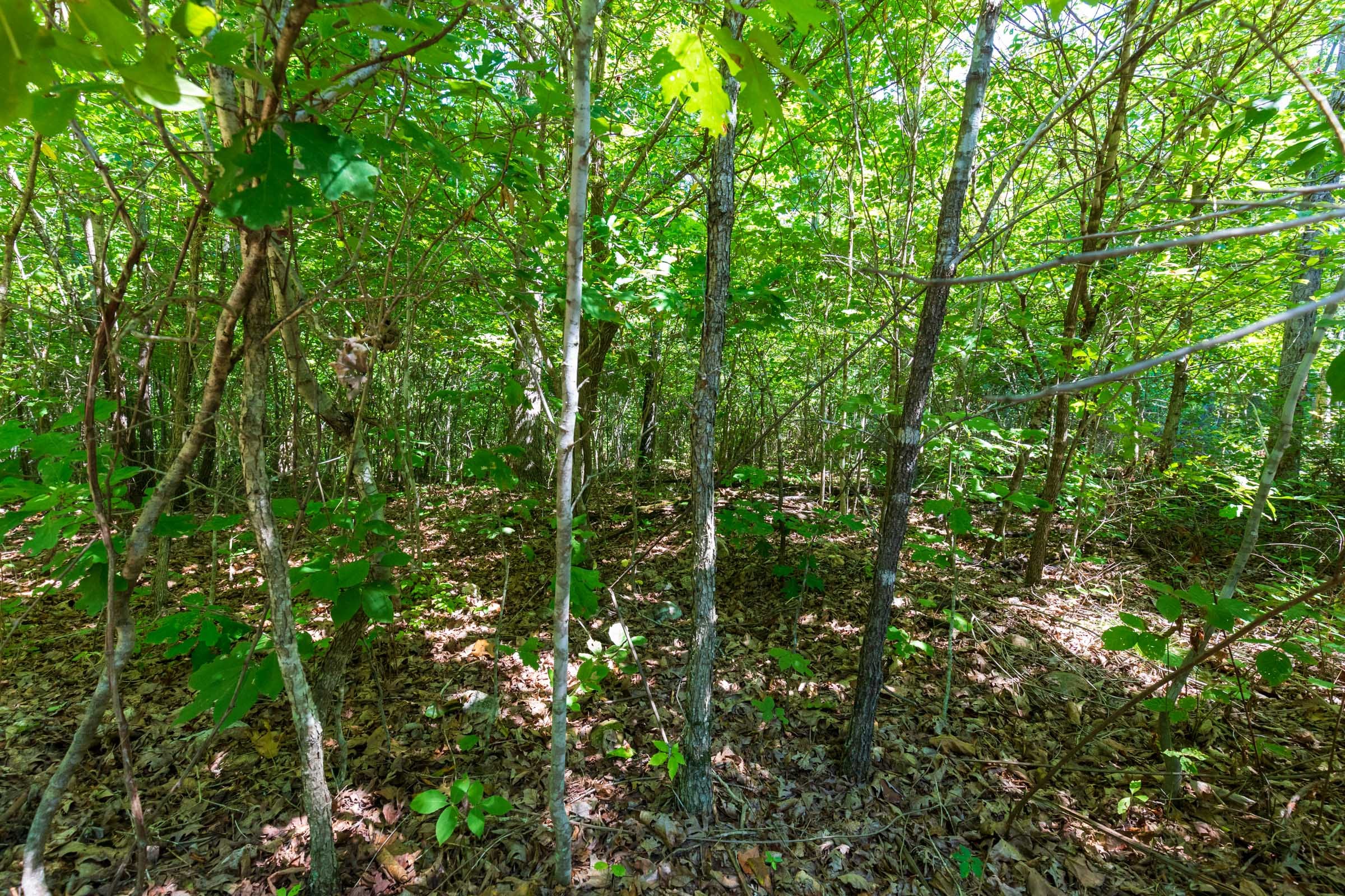 Cypress Ridge Tract 31 photo 9