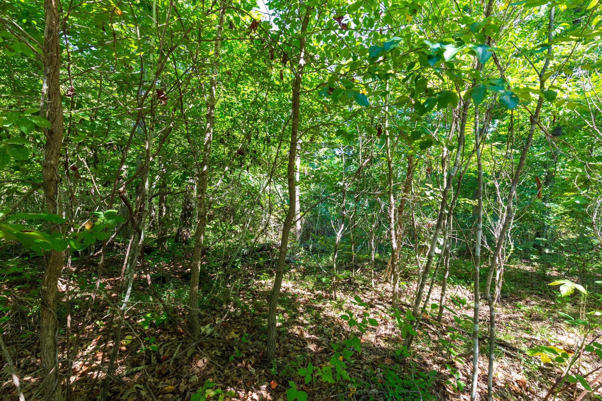 Cypress Ridge Tract 31 photo 11