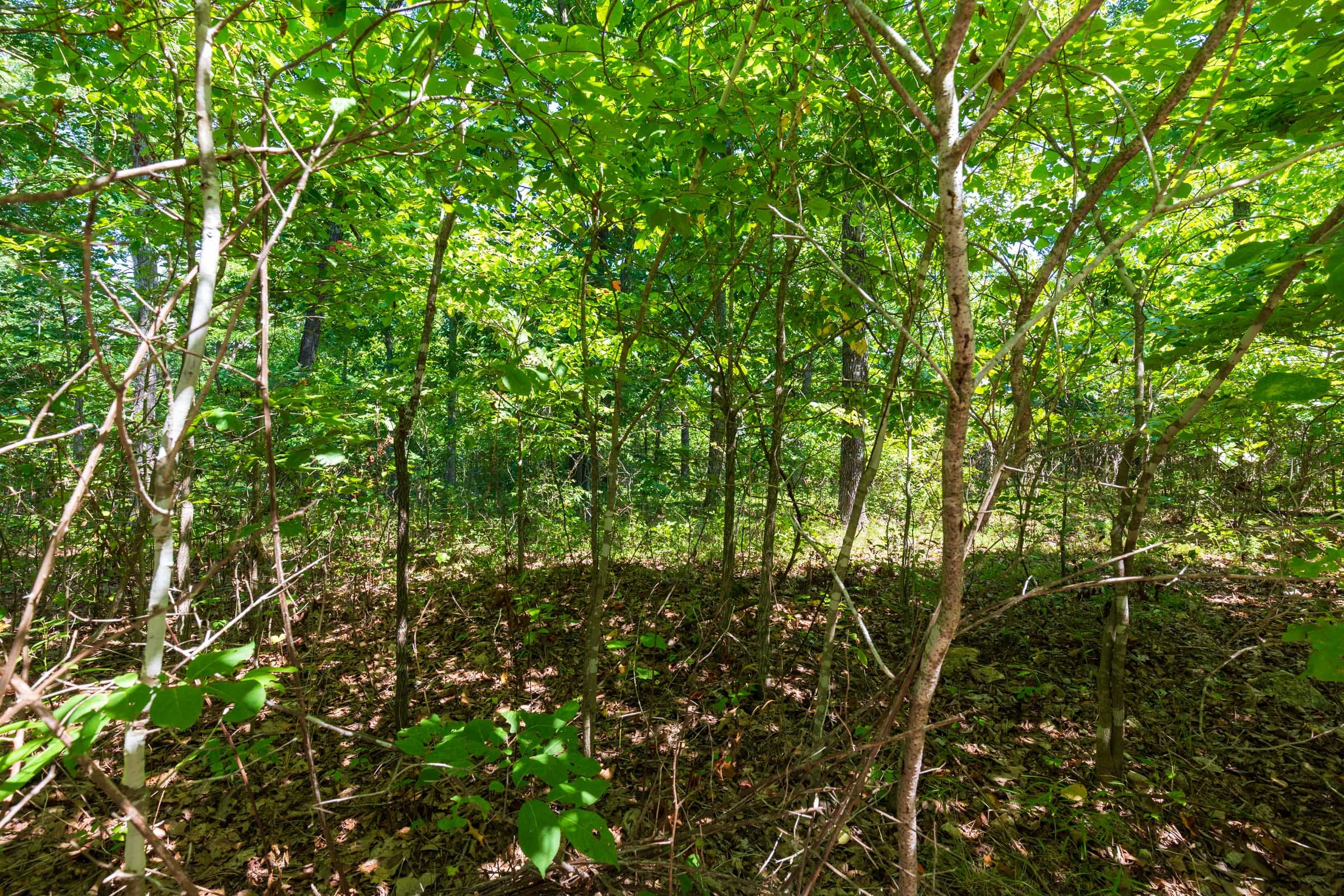 Cypress Ridge Tract 31 photo 12