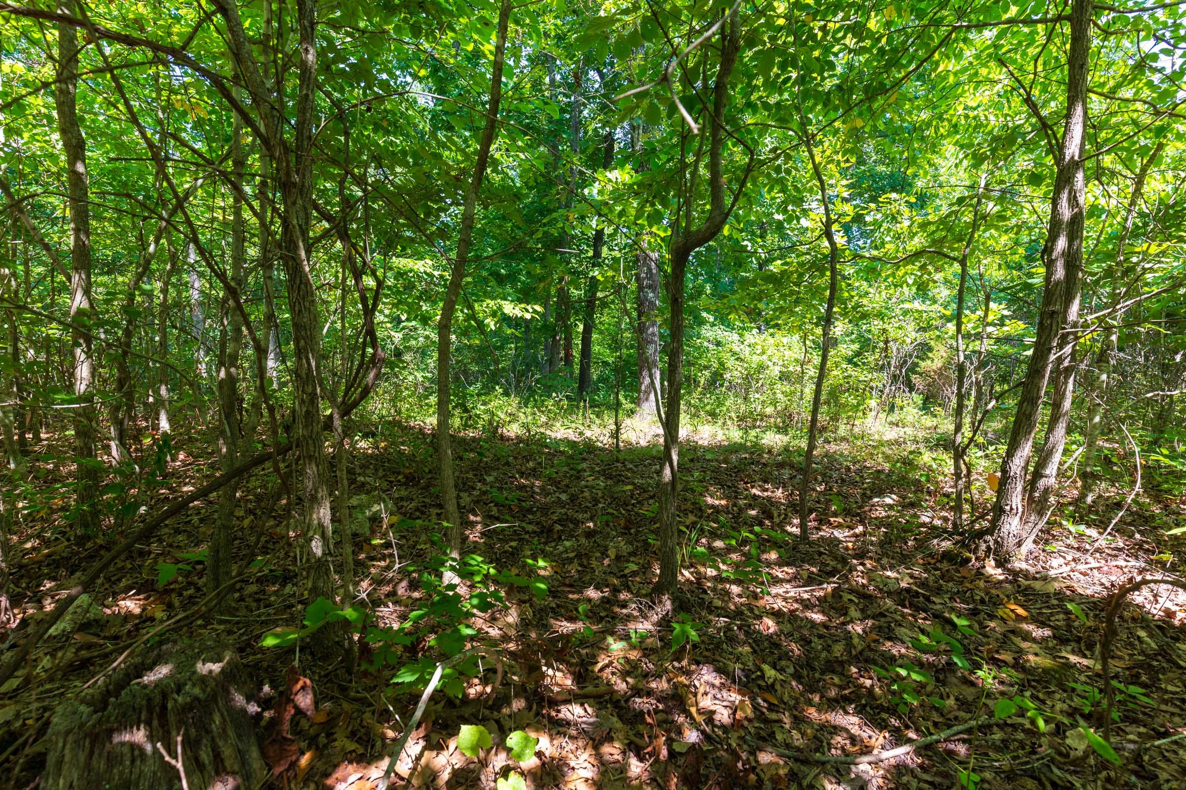 Cypress Ridge Tract 31 photo 13