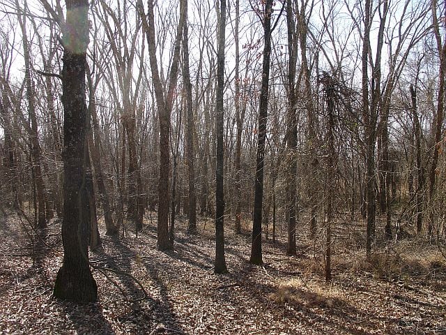 Tranquility Farms Tract 6 photo 3