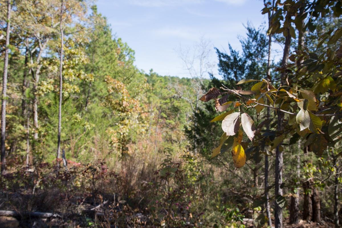 Stone Creek Phase I Tract 184 photo 18