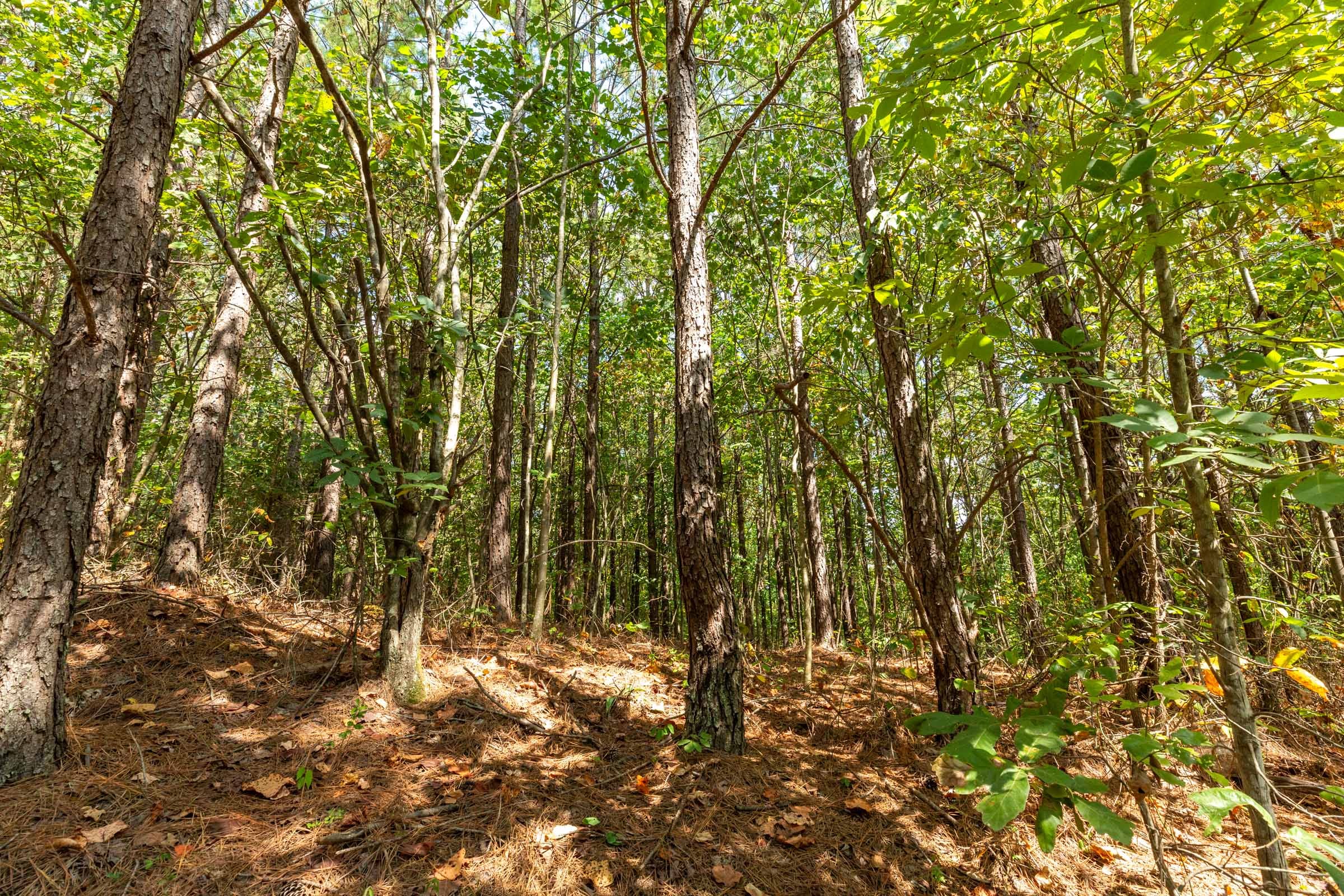 Harvest Ridge Tract 11 photo 2
