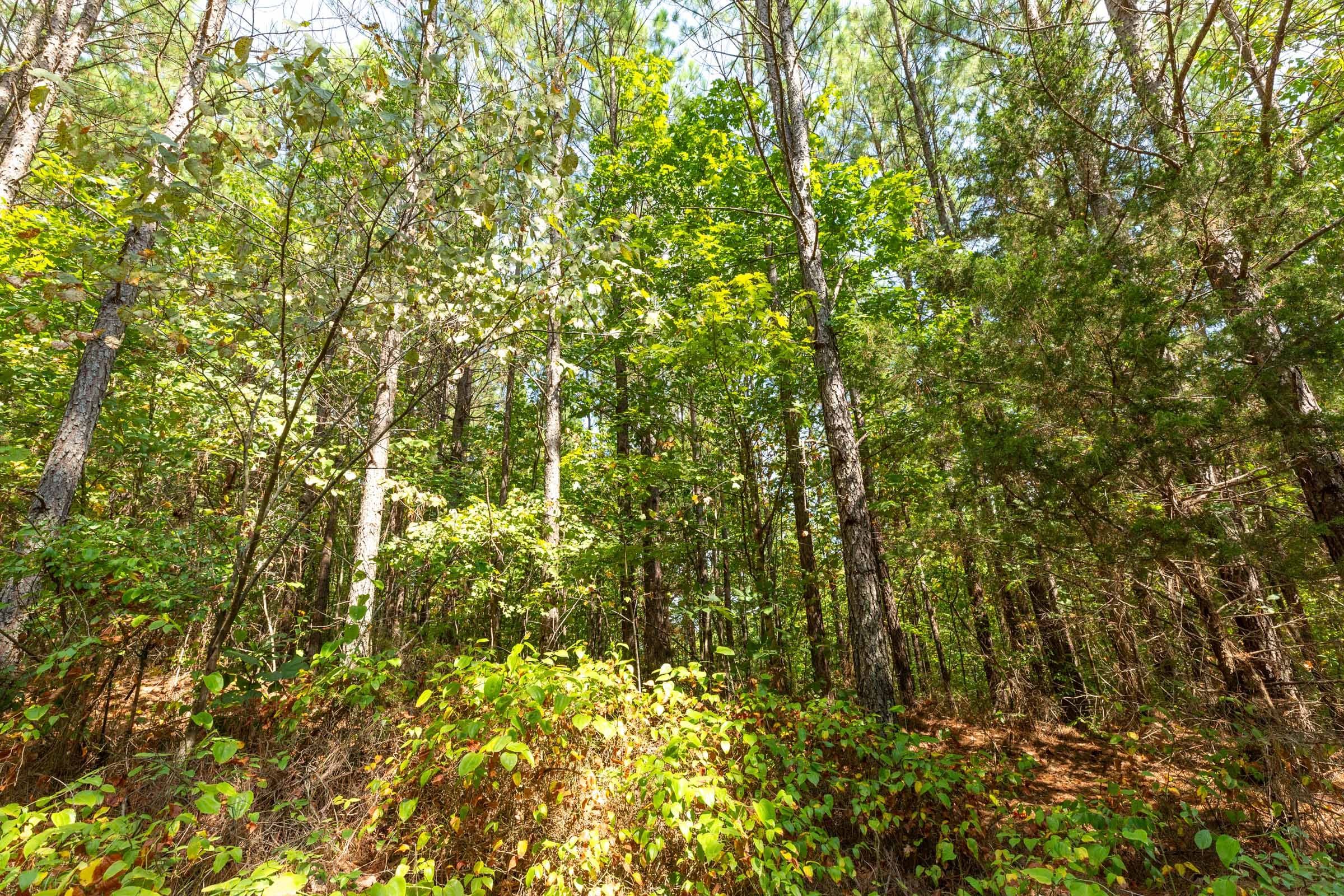Harvest Ridge Tract 11 photo 3
