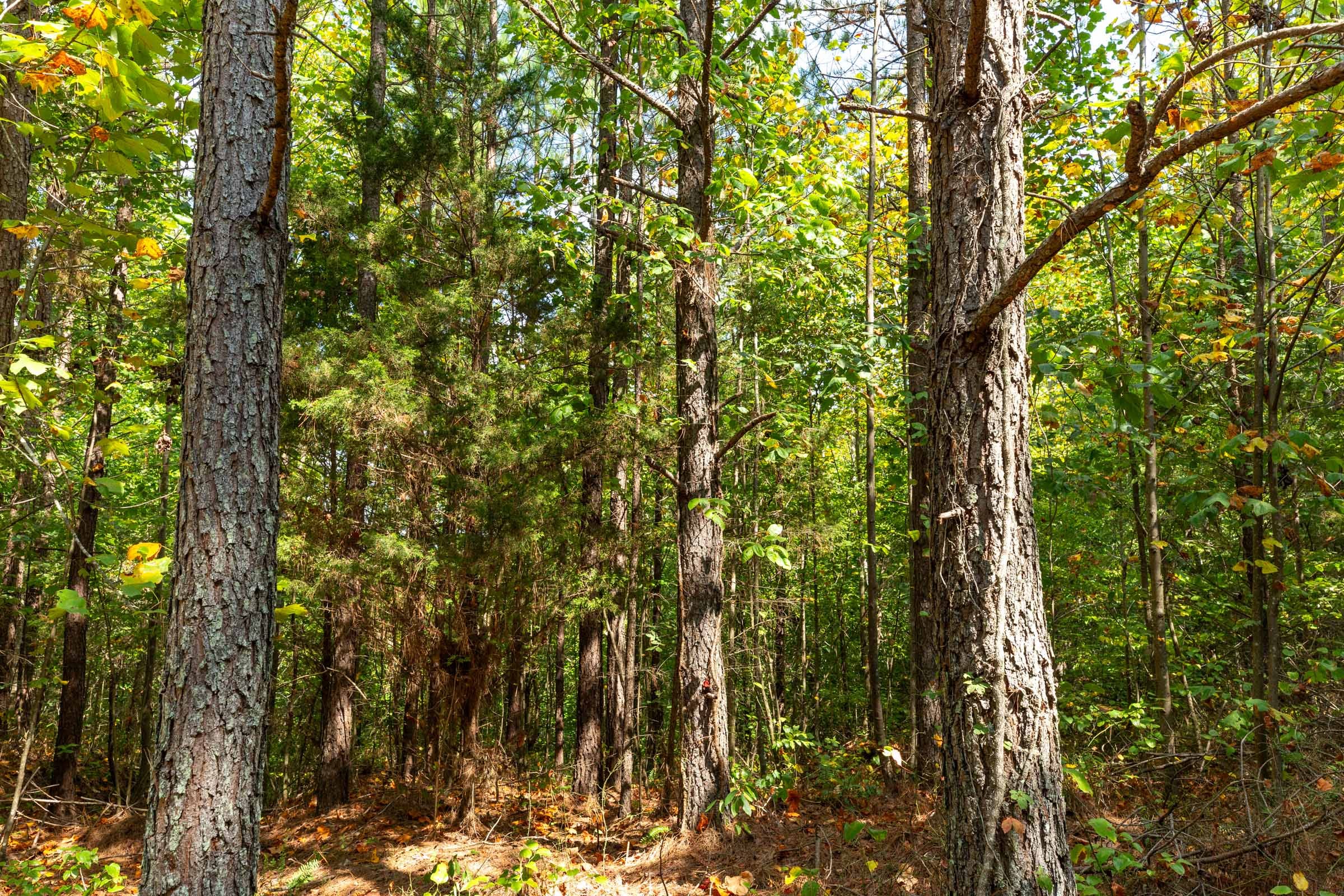 Harvest Ridge Tract 11 photo 6