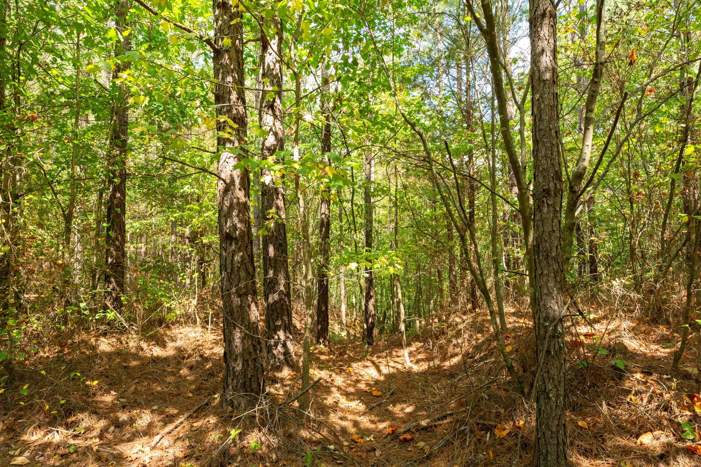 Harvest Ridge Tract 11 photo 5