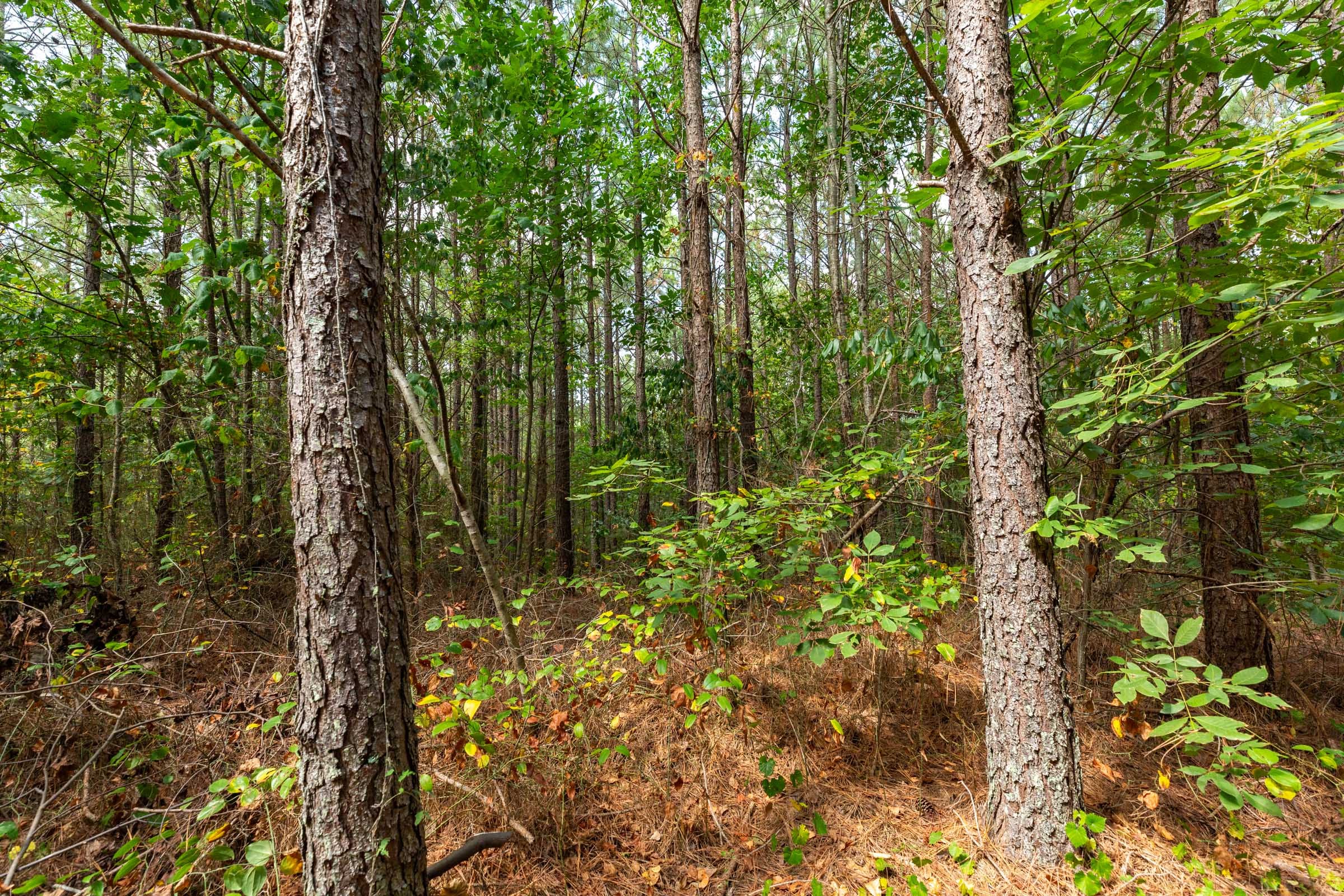 Harvest Ridge Tract 11 photo 4