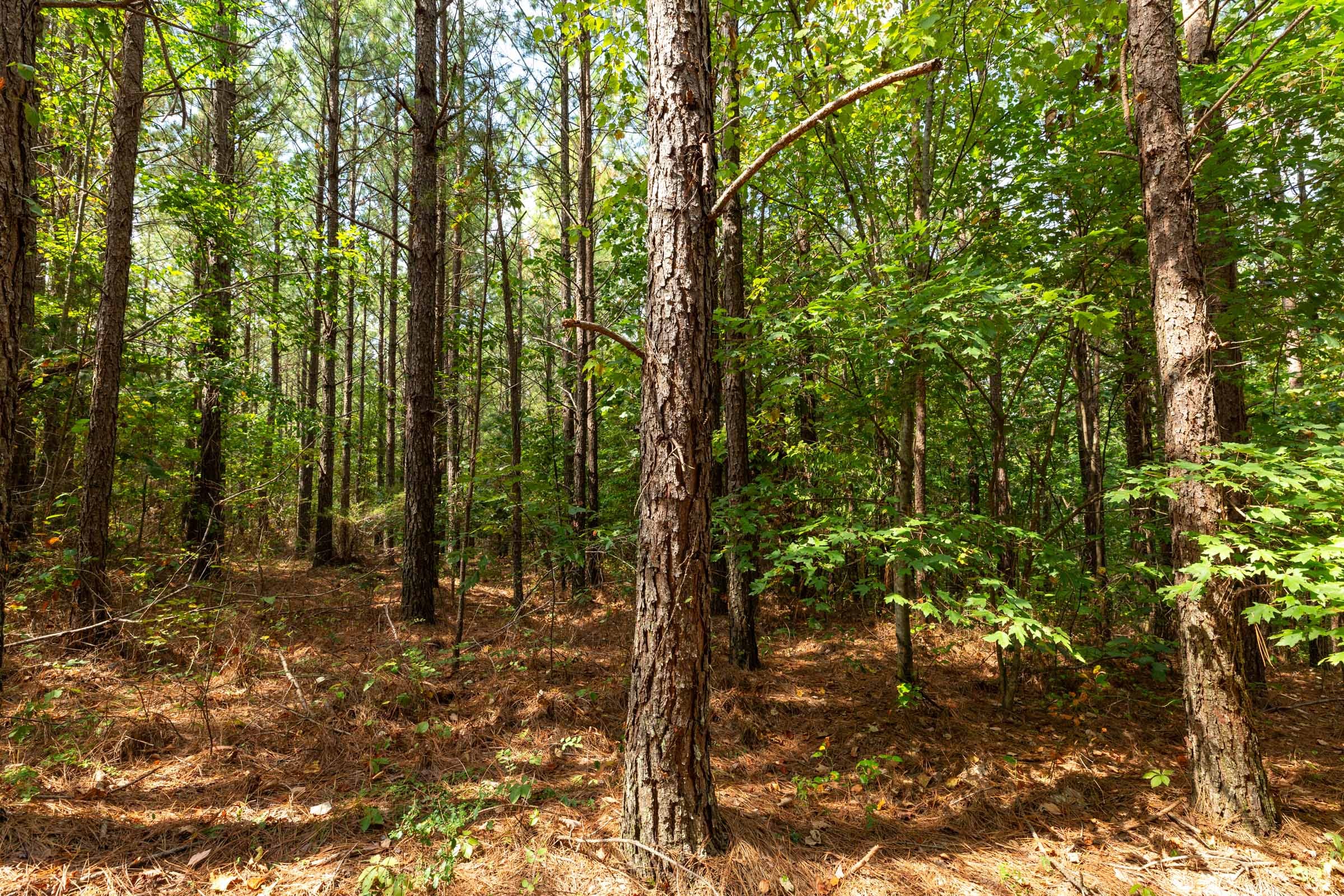 Harvest Ridge Tract 11 photo 8