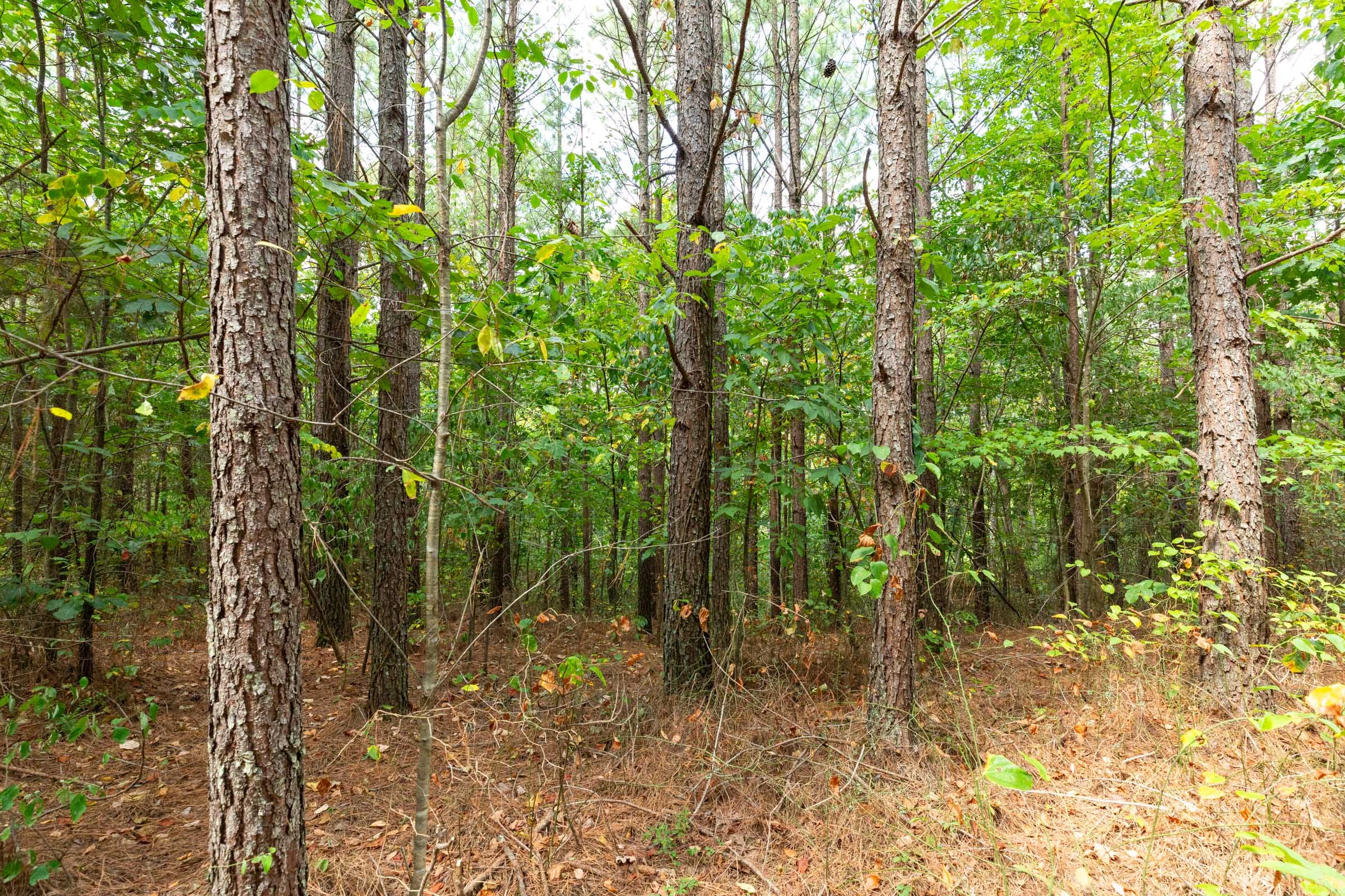 Harvest Ridge Tract 11 photo 9