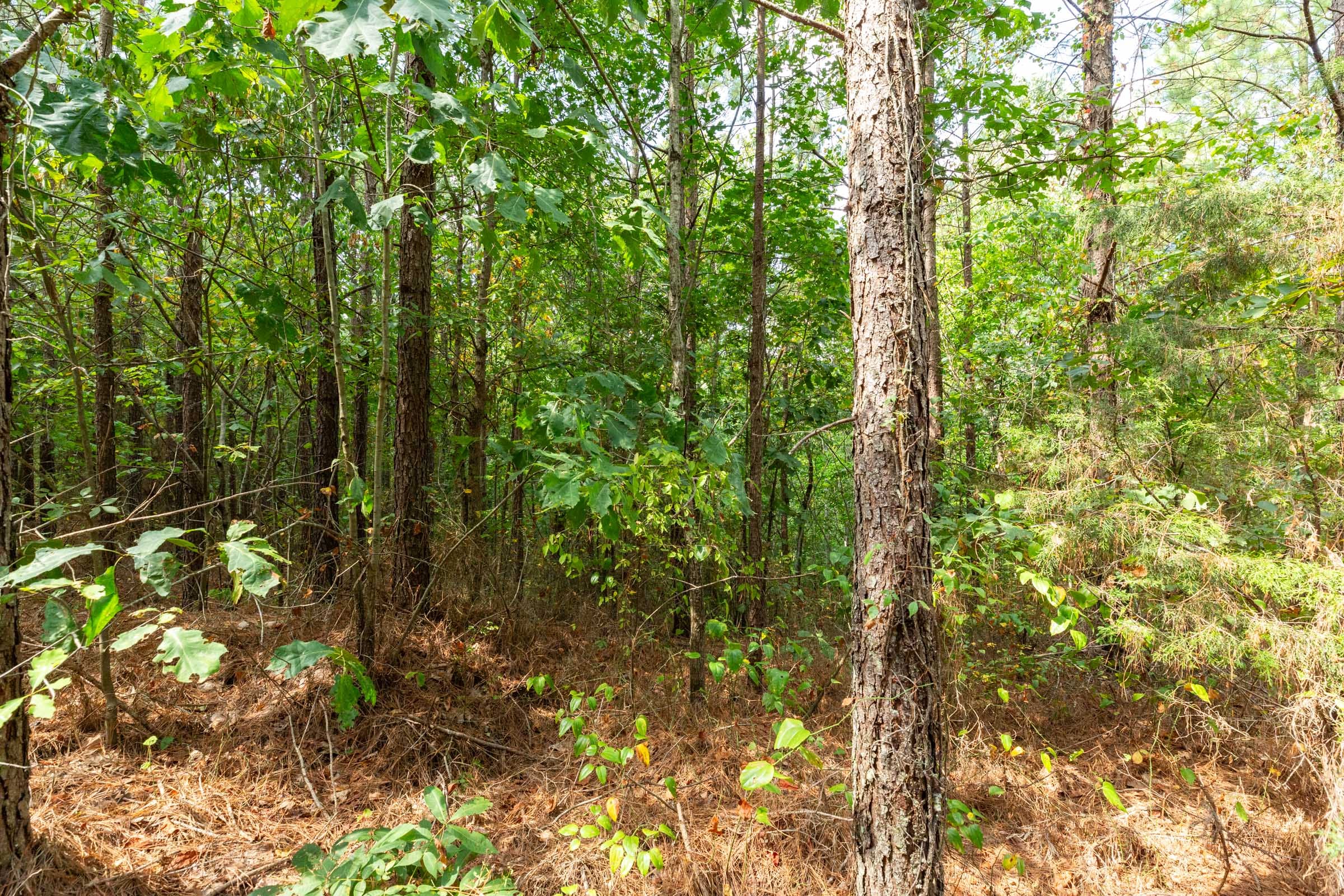 Harvest Ridge Tract 11 photo 11