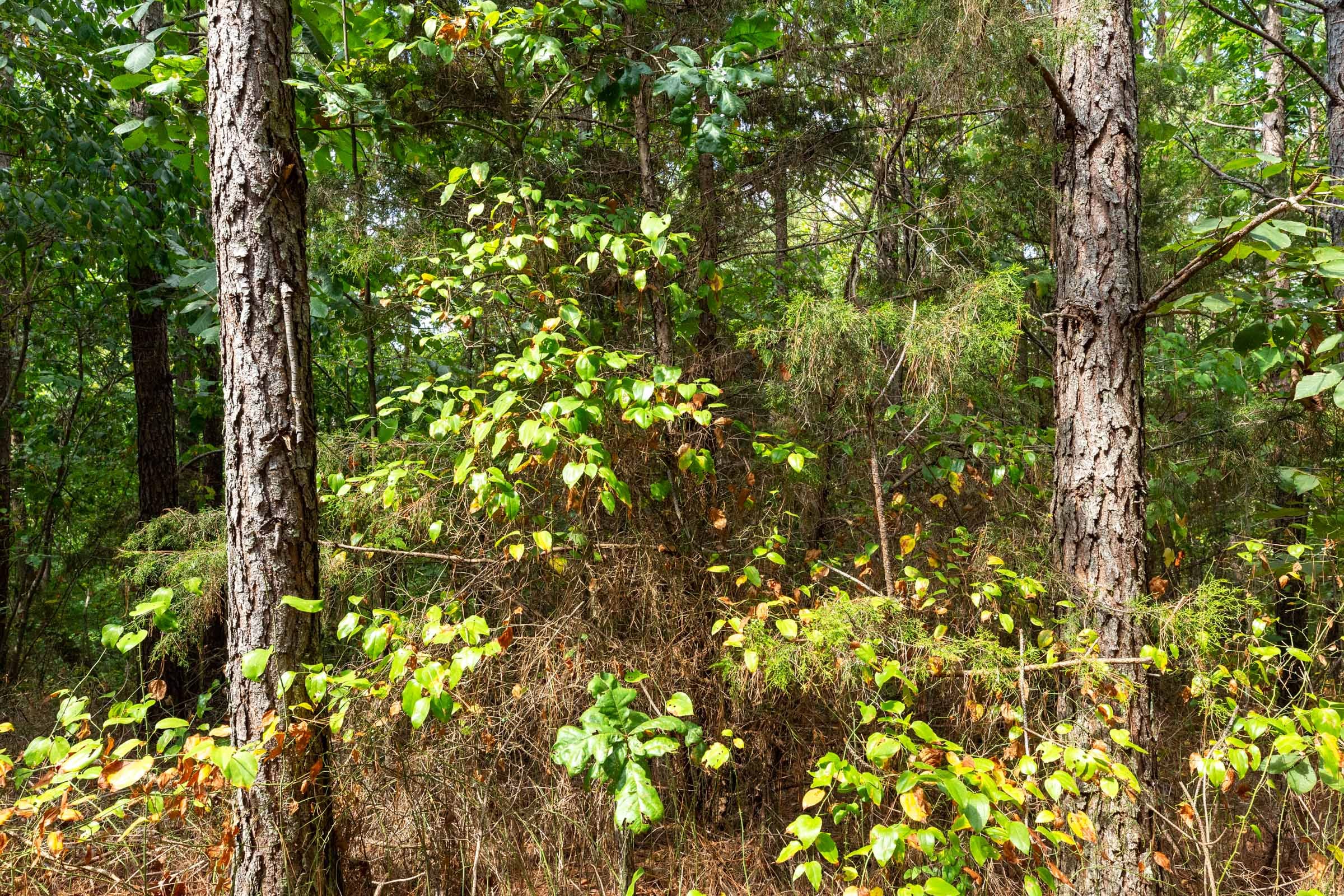 Harvest Ridge Tract 11 photo 10