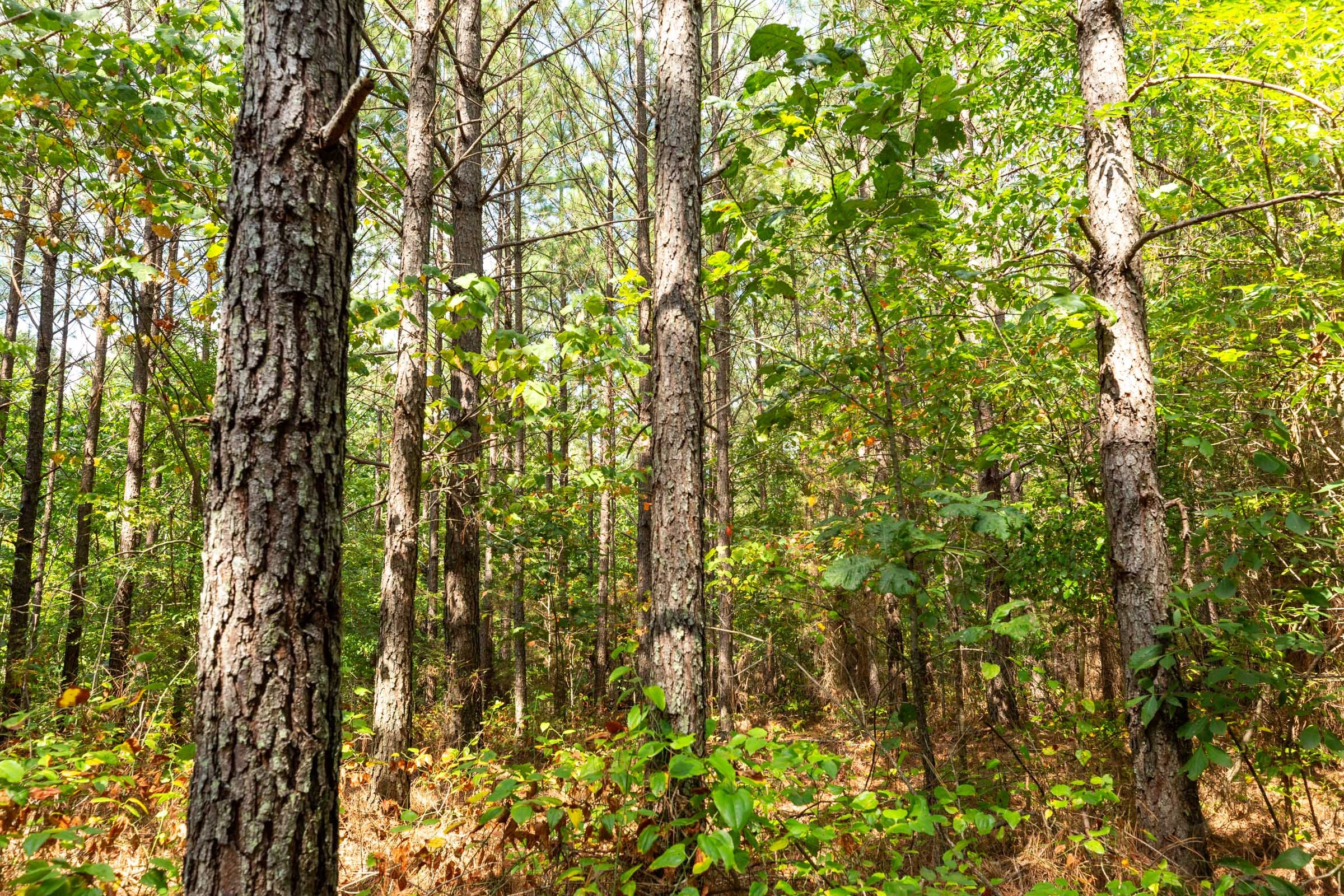 Harvest Ridge Tract 11 photo 13