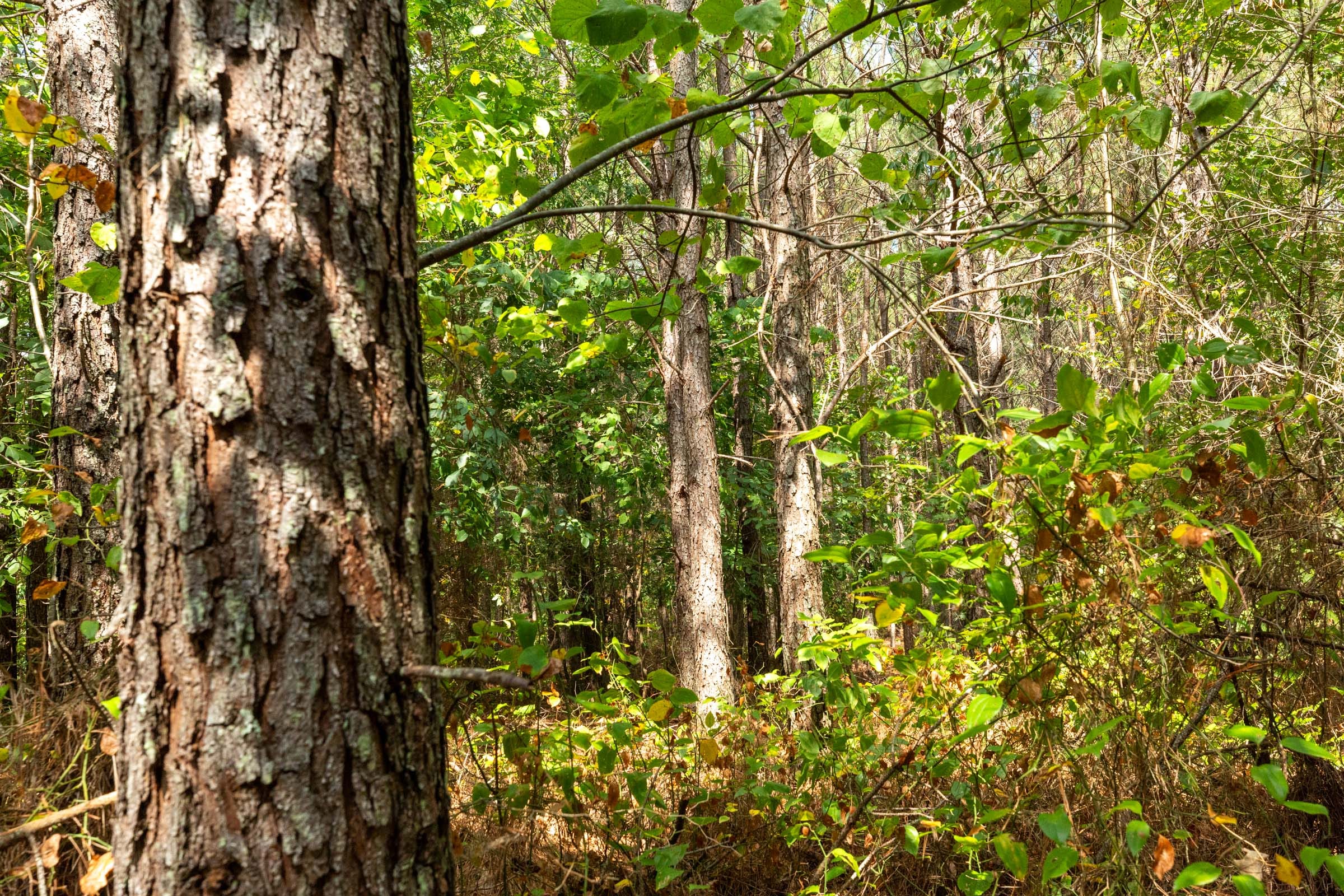 Harvest Ridge Tract 11 photo 15