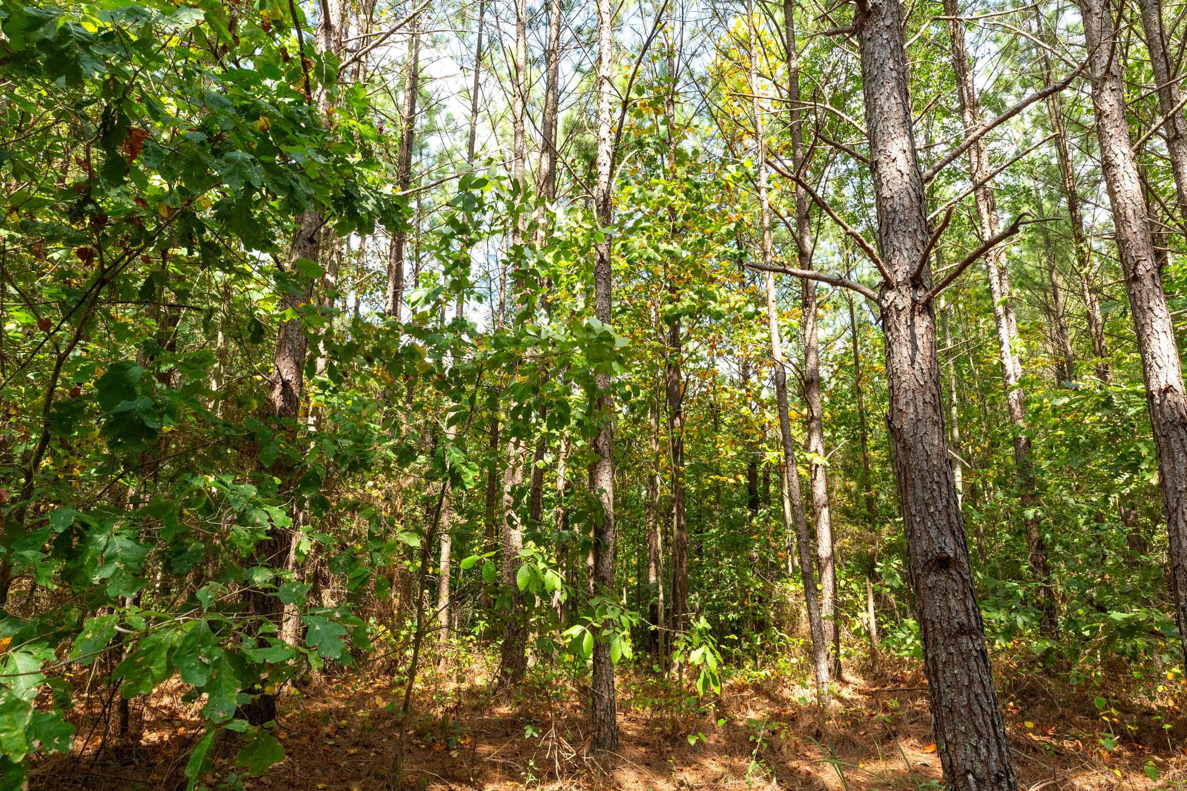 Harvest Ridge Tract 11 photo 14