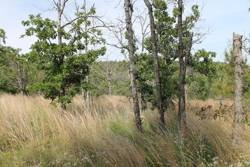 Indian Ridge – Phase II Tract 80 photo 6
