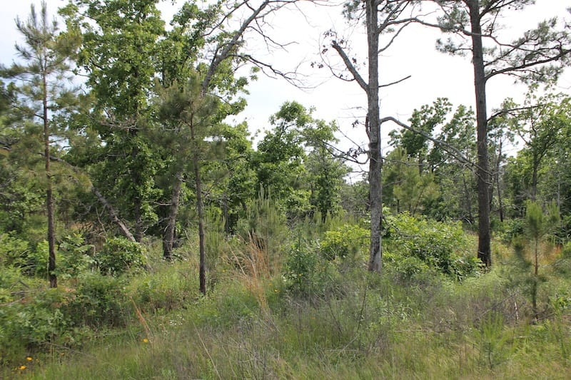 Indian Ridge – Phase II Tract 80 photo 8