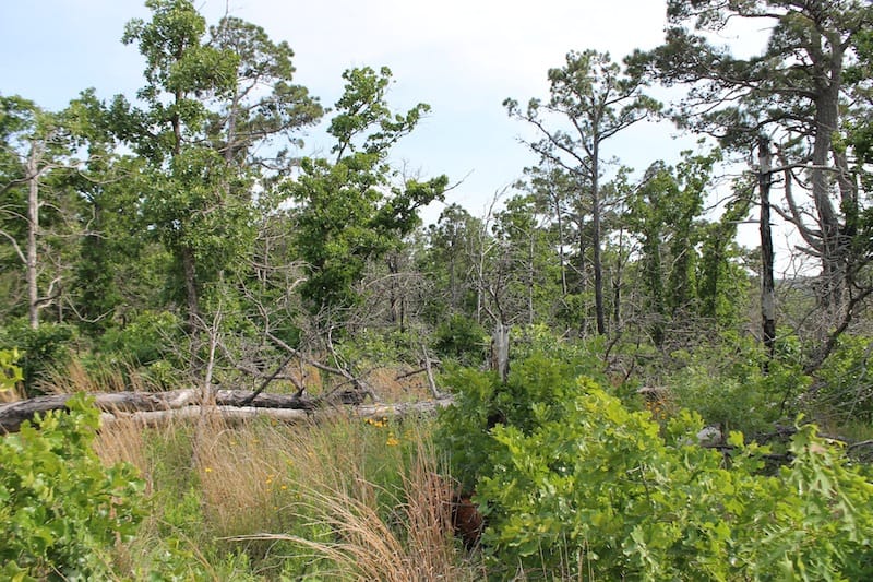 Indian Ridge – Phase II Tract 80 photo 10