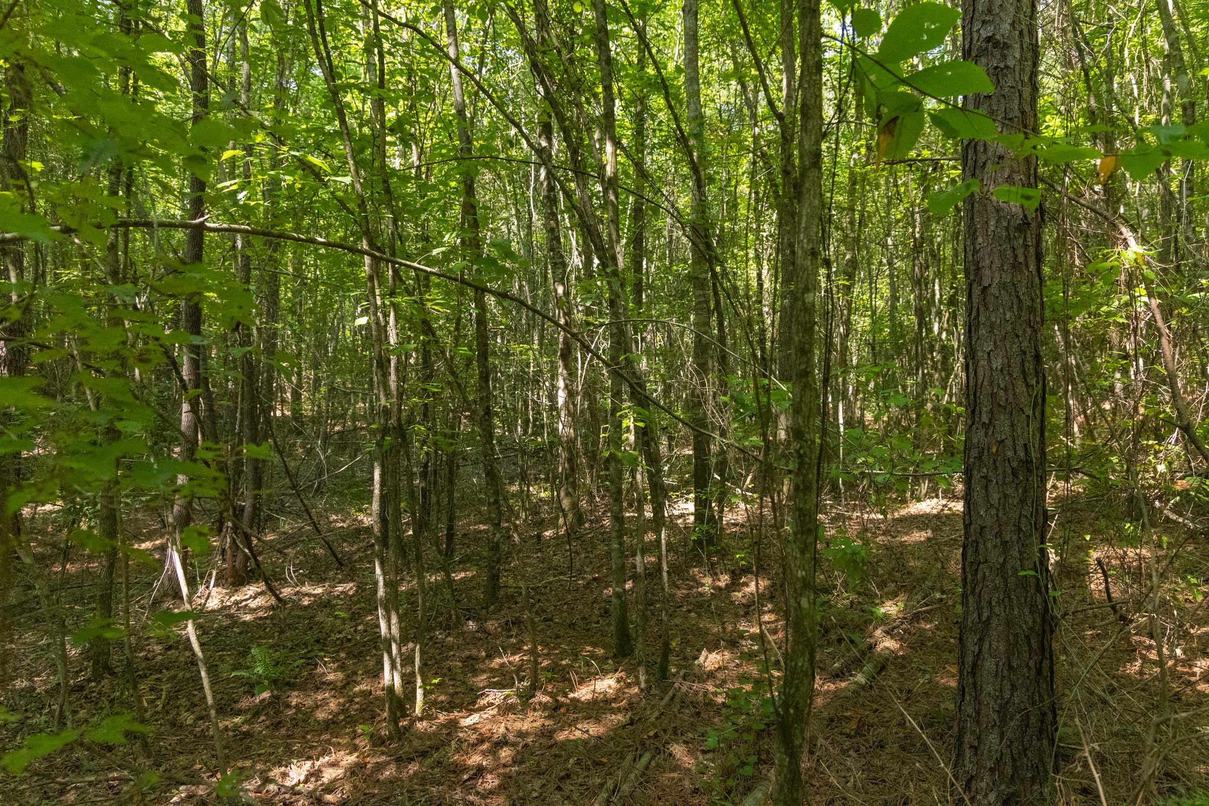 Olive Hill Tract 9 photo 12