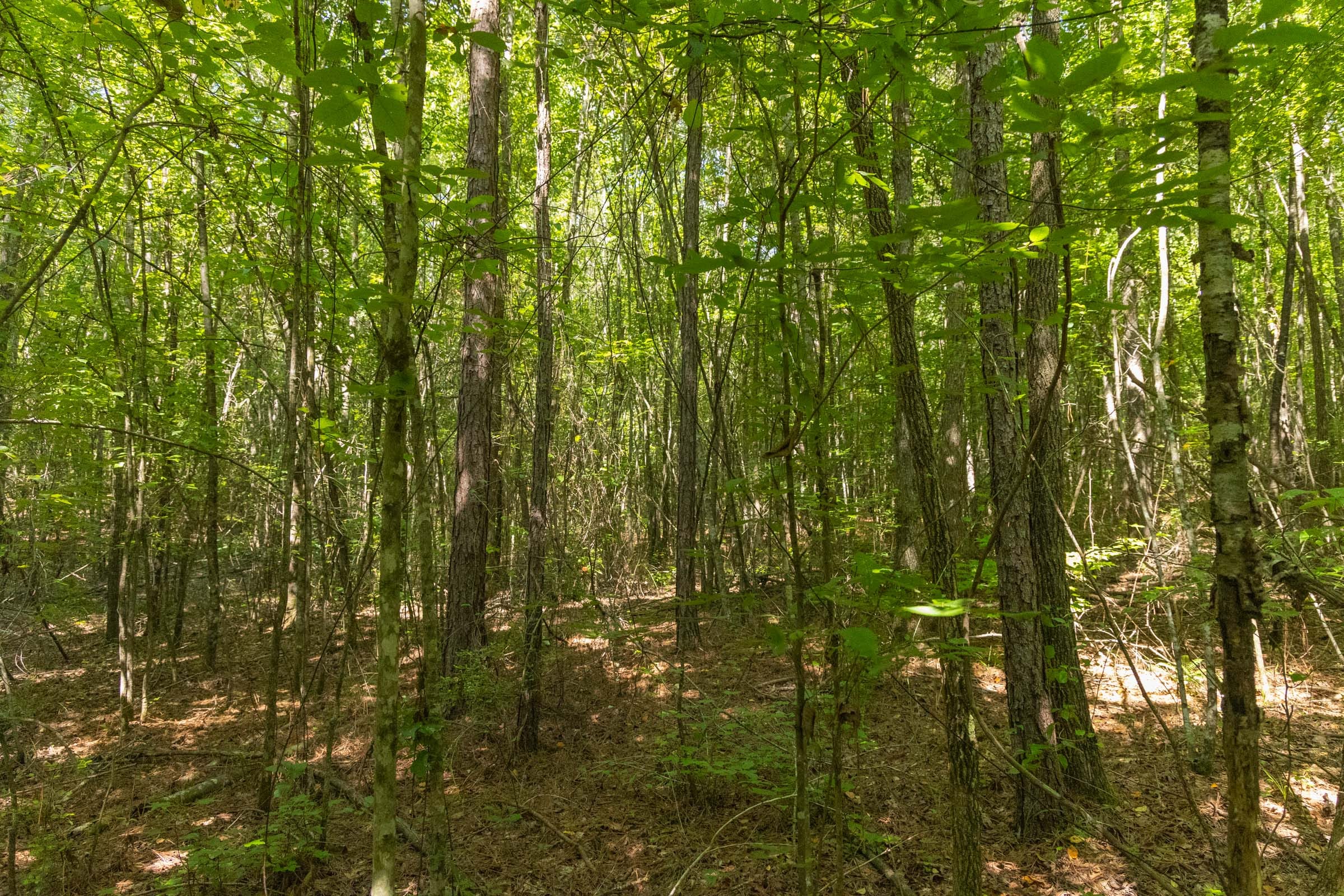 Olive Hill Tract 9 photo 11