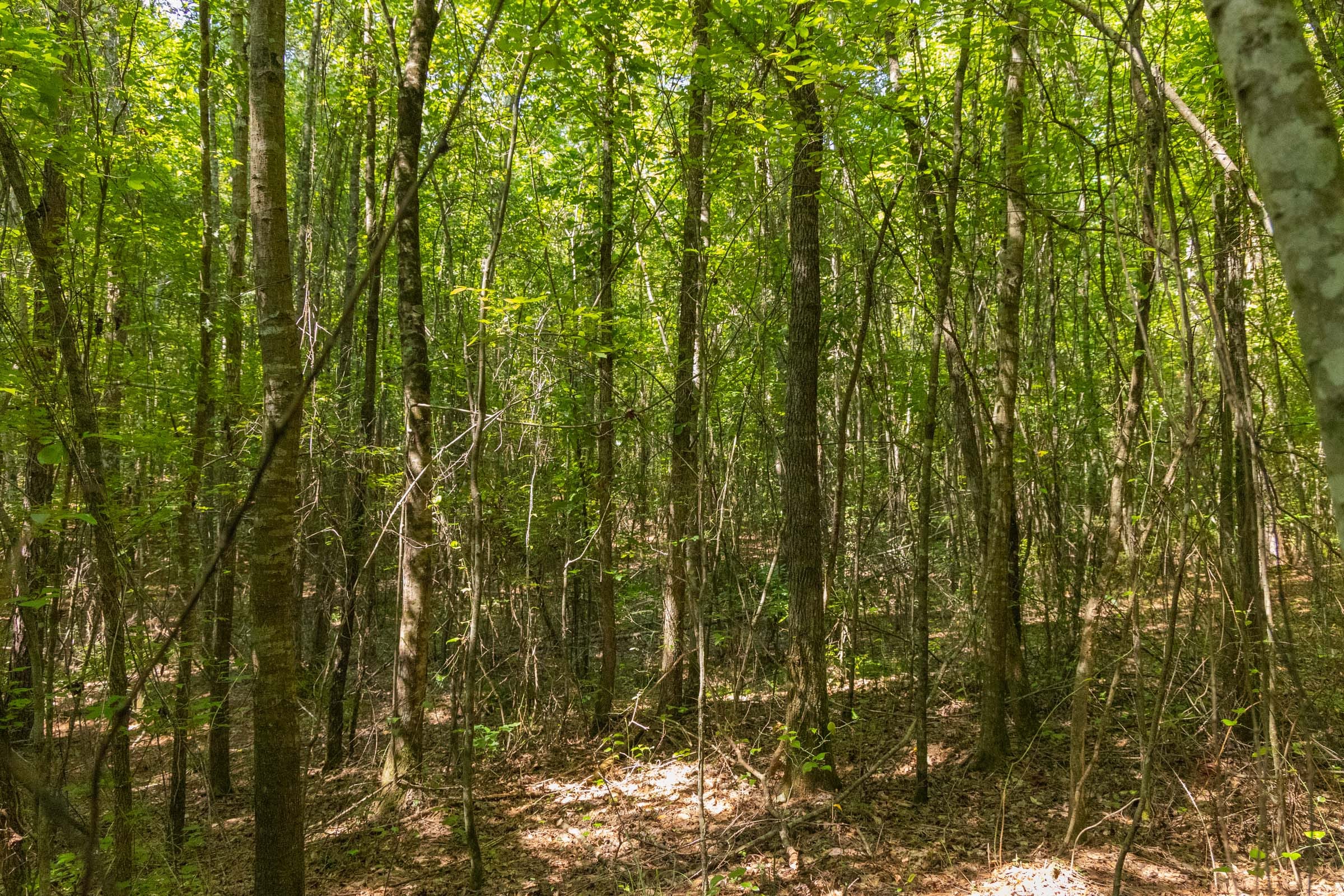 Olive Hill Tract 9 photo 10