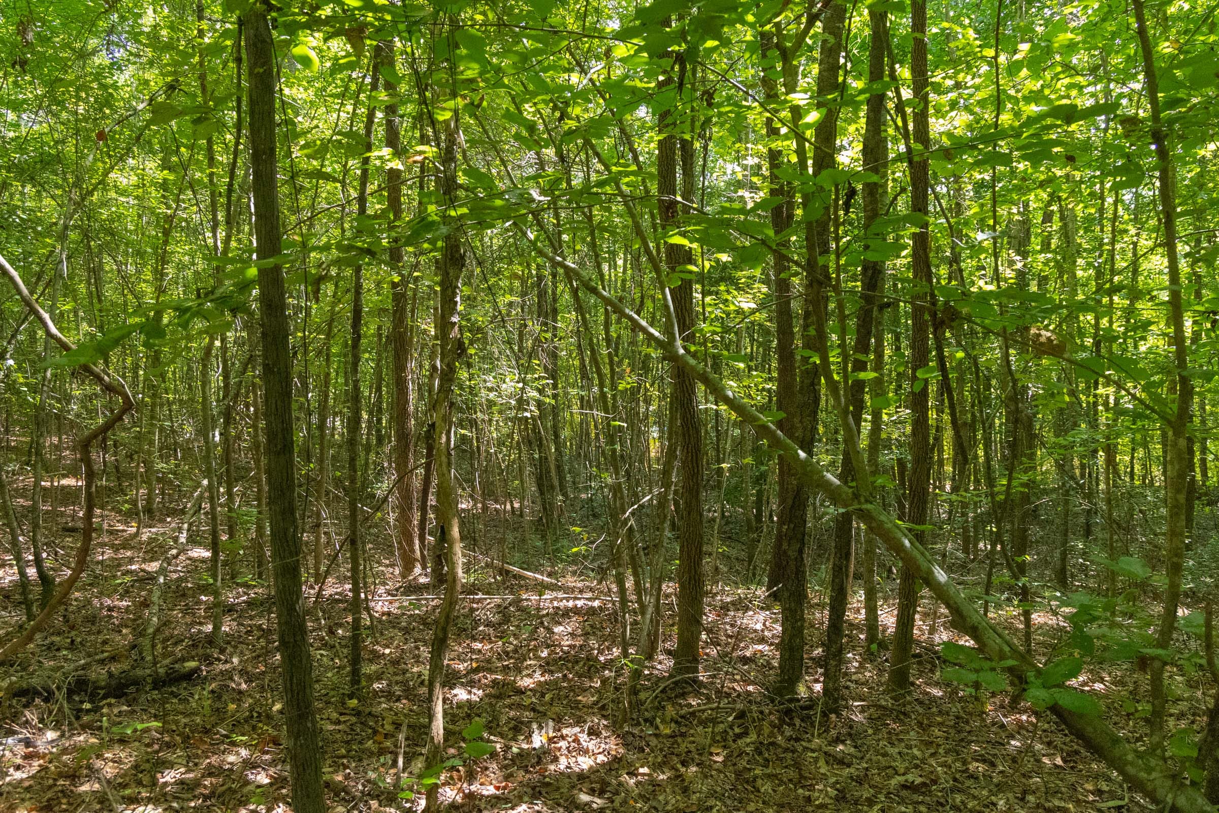 Olive Hill Tract 9 photo 9