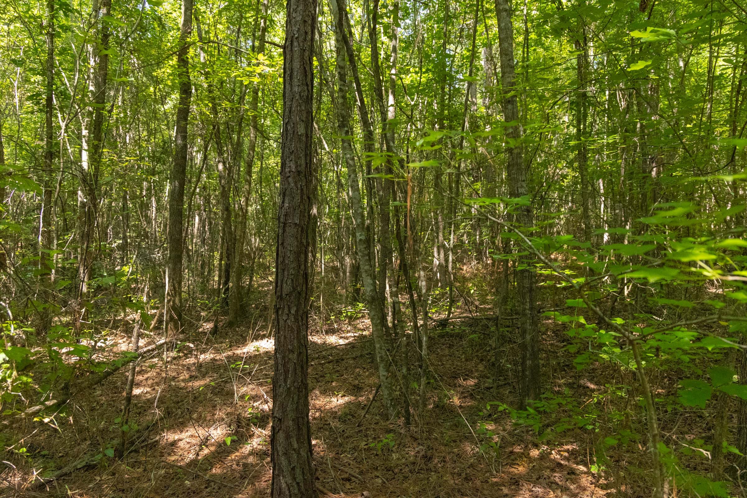 Olive Hill Tract 9 photo 7
