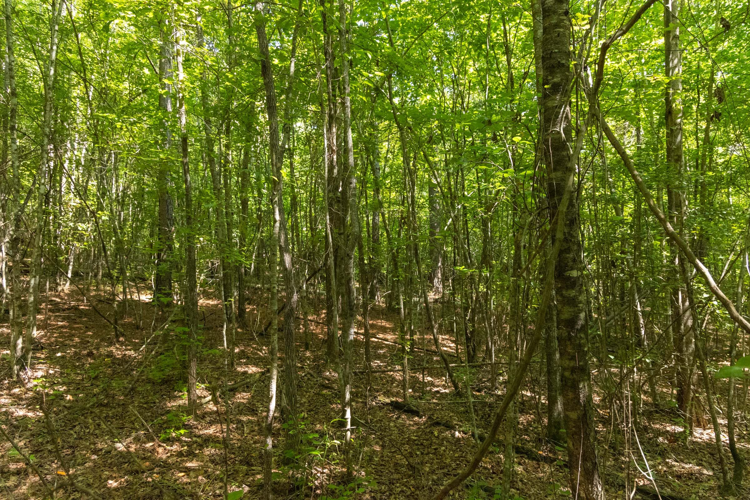 Olive Hill Tract 9 photo 6
