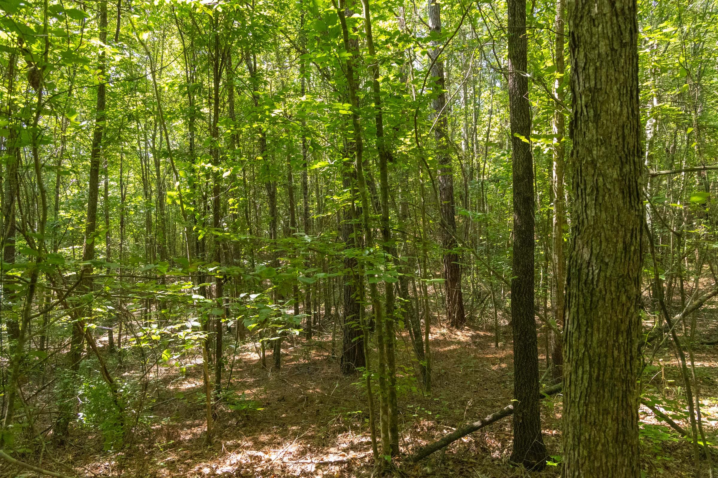 Olive Hill Tract 9 photo 5