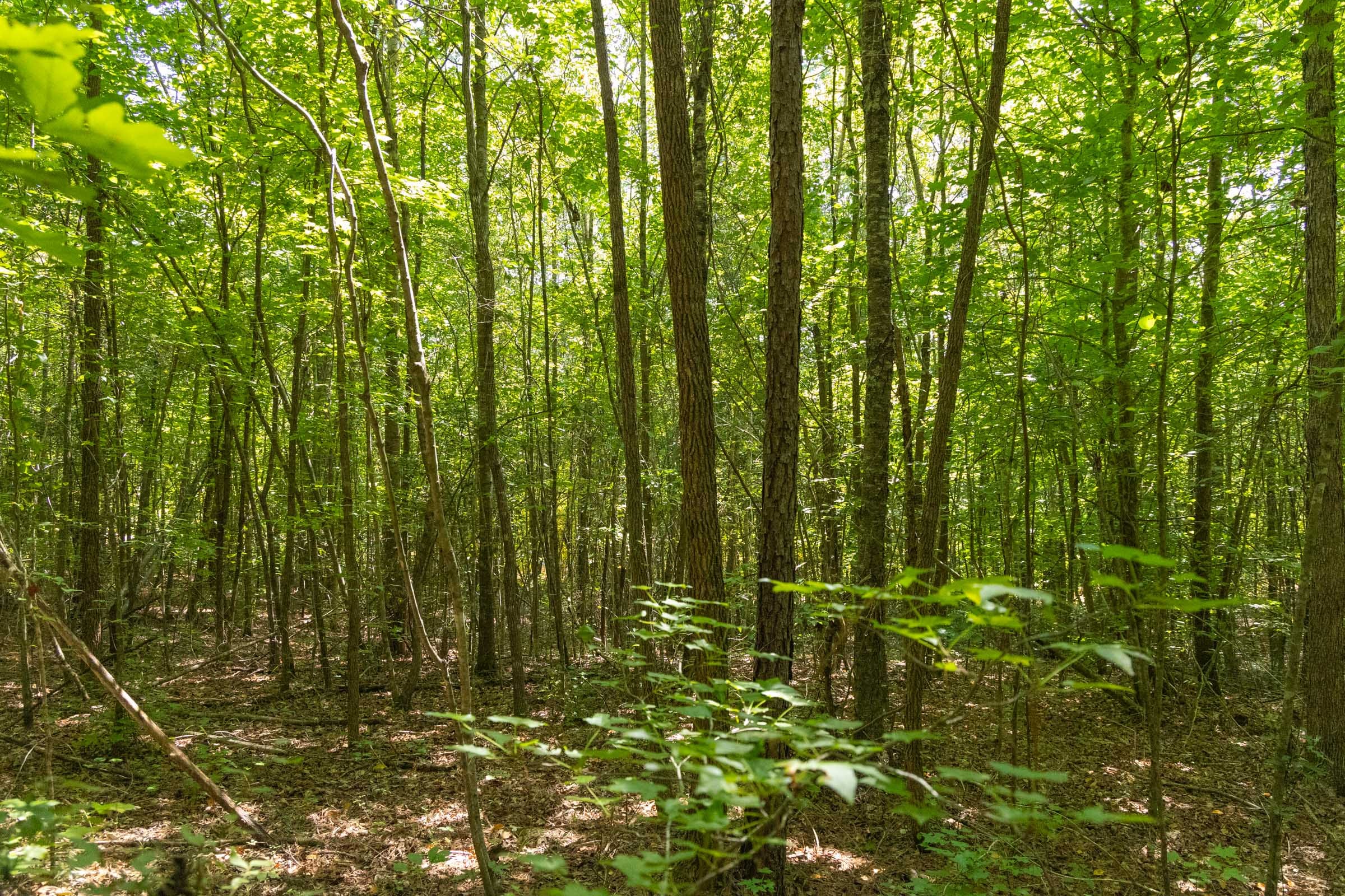Olive Hill Tract 9 photo 4