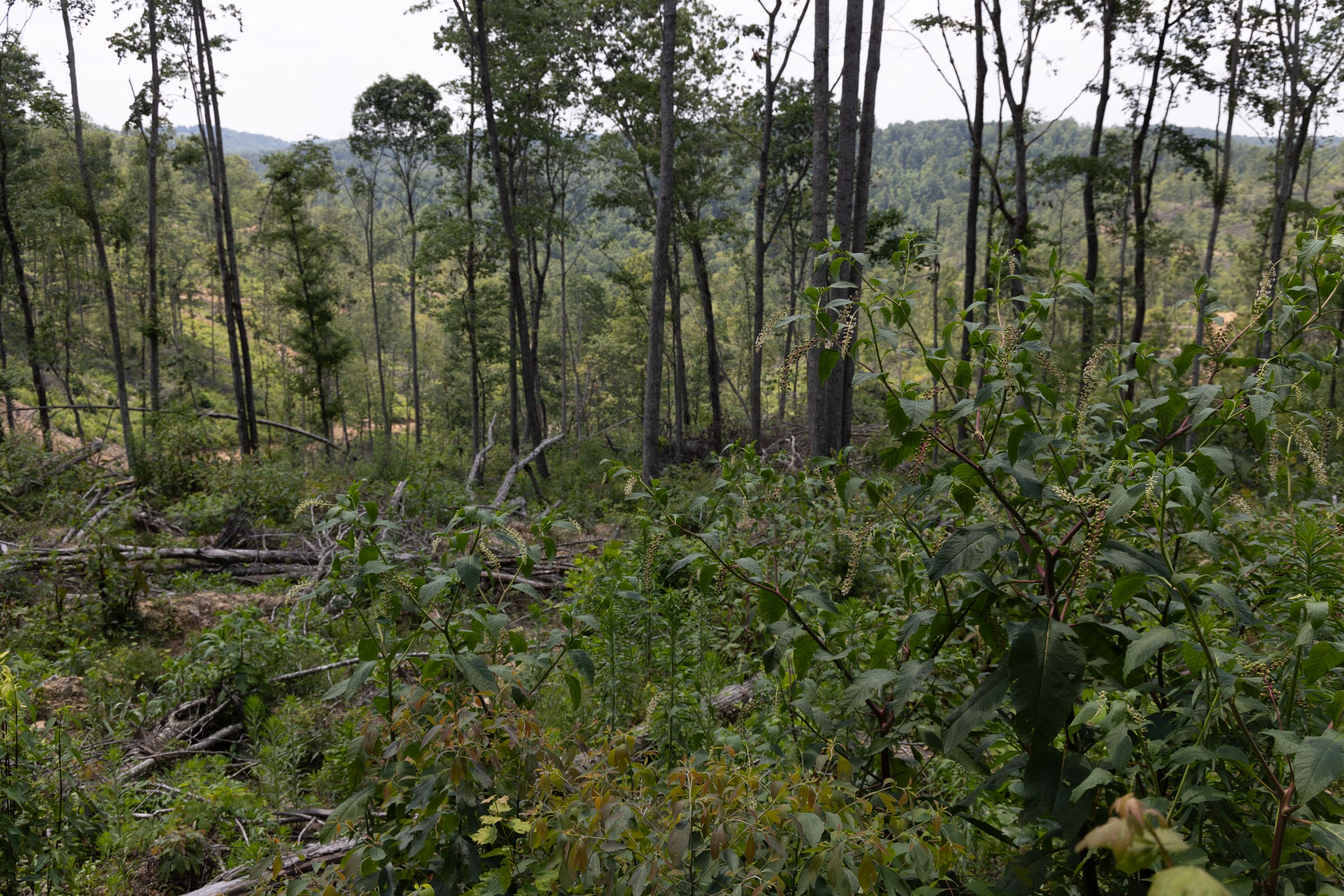 Creek Hollow Phase II Tract 75 photo 12