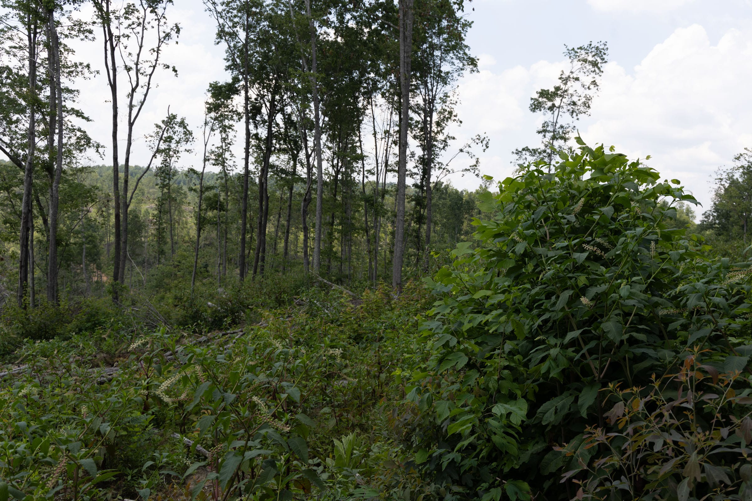 Creek Hollow Phase II Tract 75 photo 5