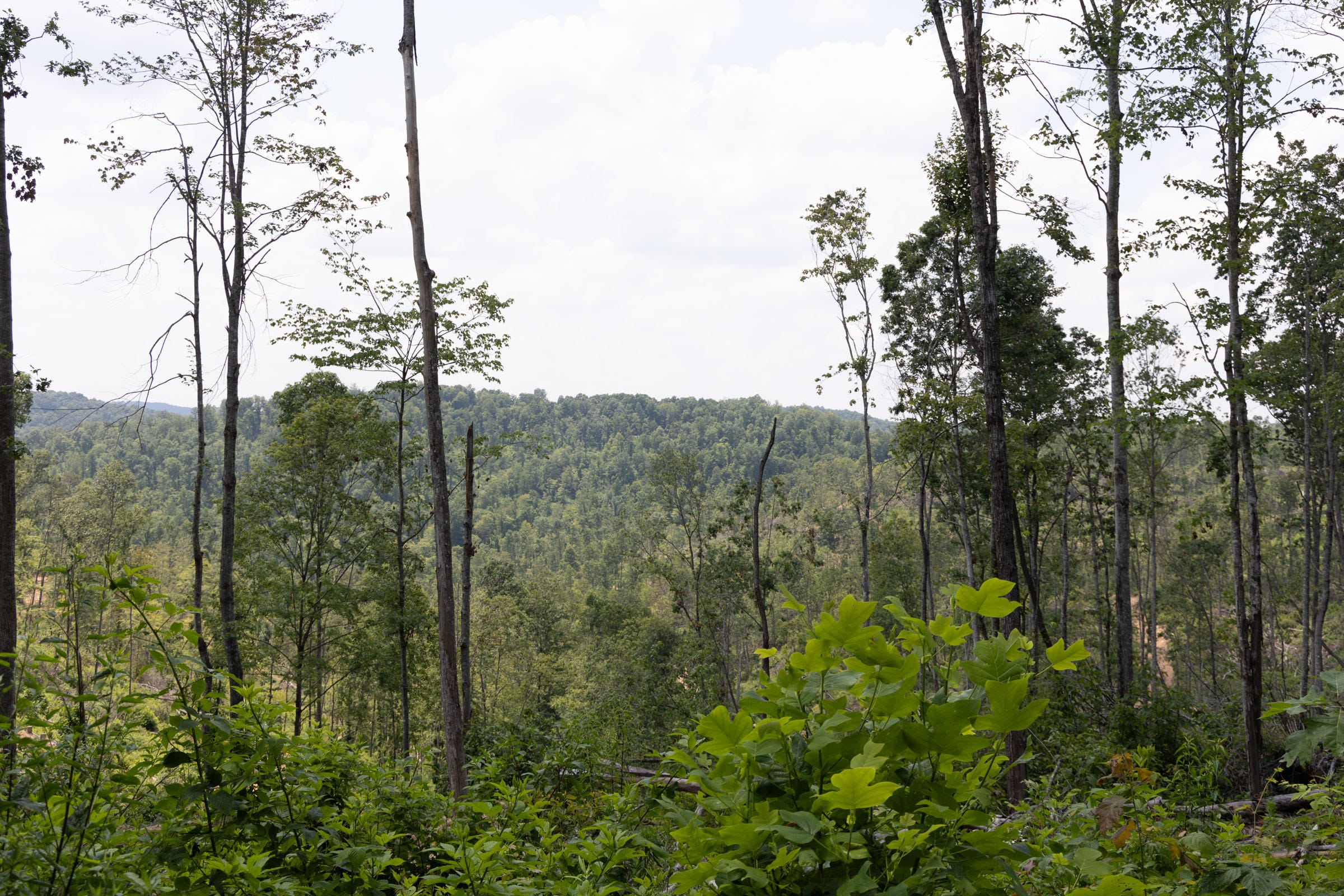 Creek Hollow Phase II Tract 75 photo 3