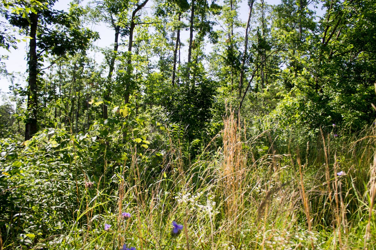 Timber Crossing Tract 4 photo 2
