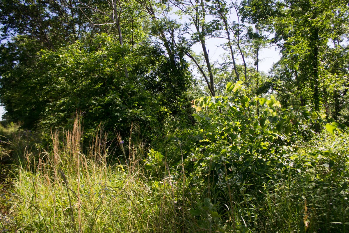 Timber Crossing Tract 4 photo 3