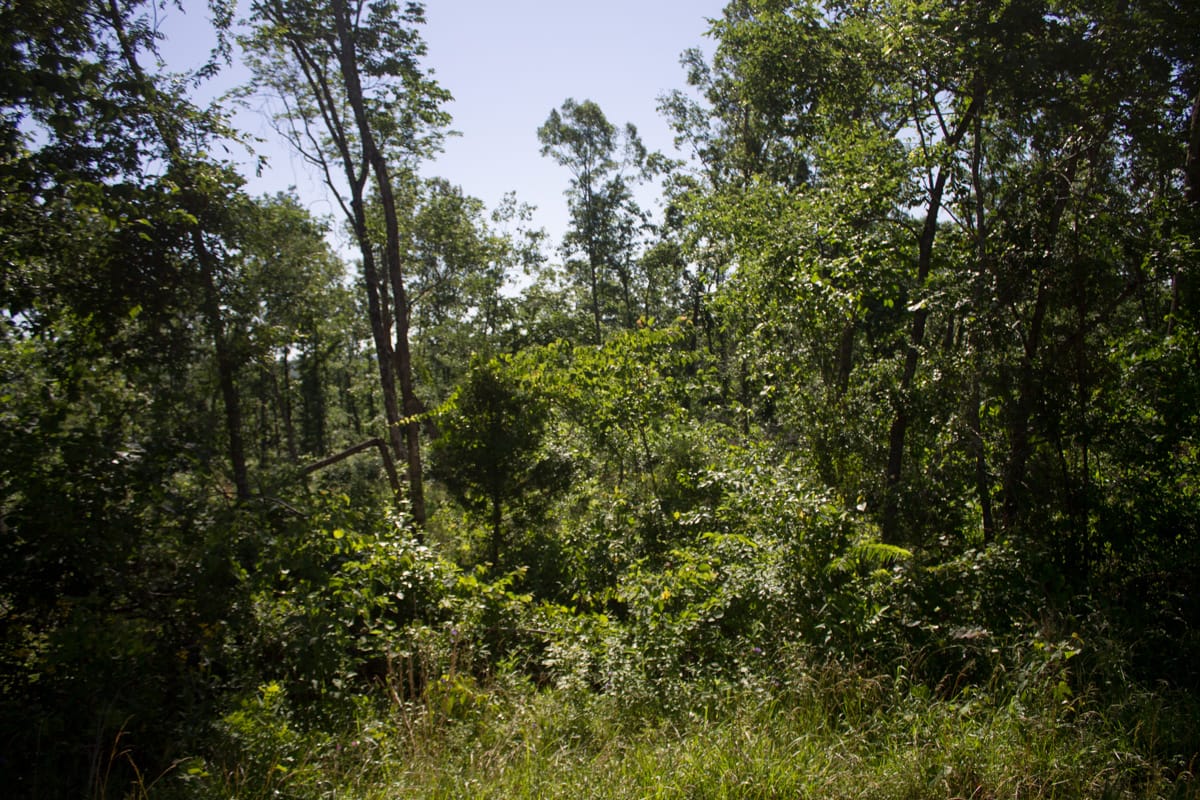 Timber Crossing Tract 4 photo 4