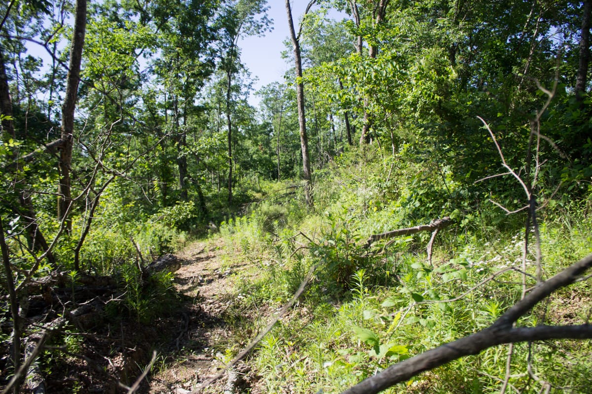Timber Crossing Tract 4 photo 8