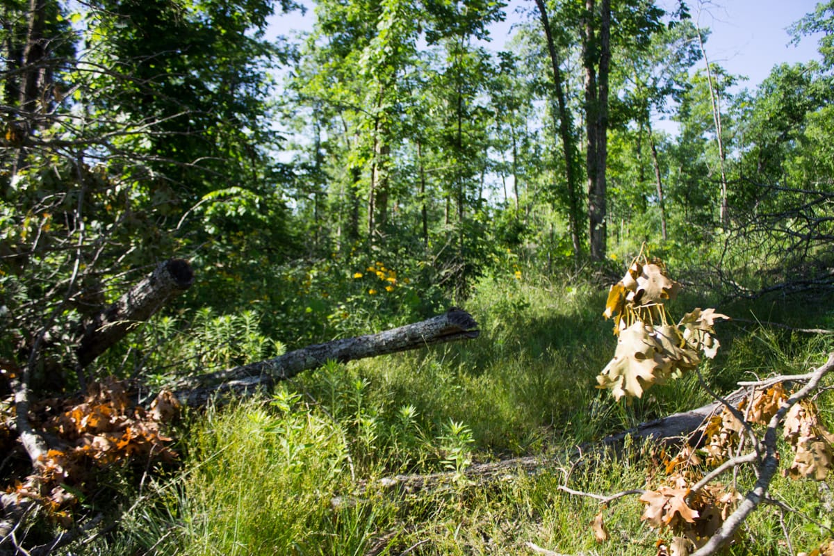 Timber Crossing Tract 4 photo 9