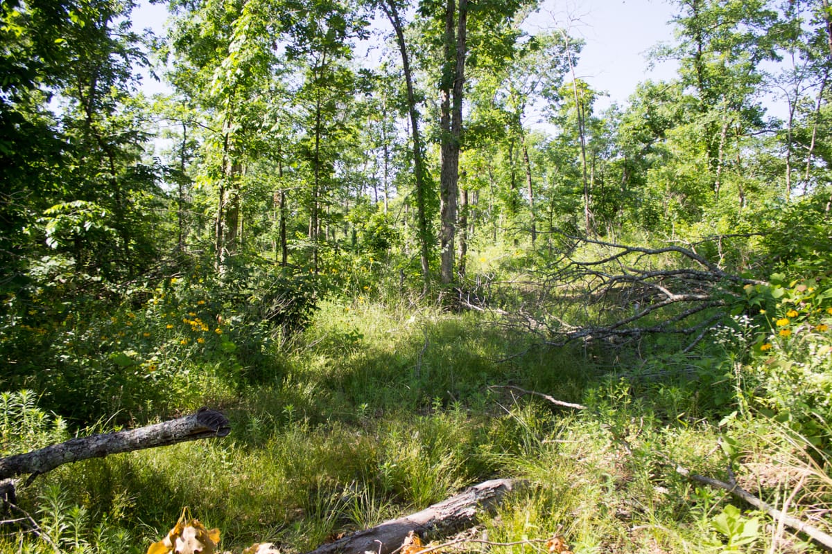 Timber Crossing Tract 4 photo 10