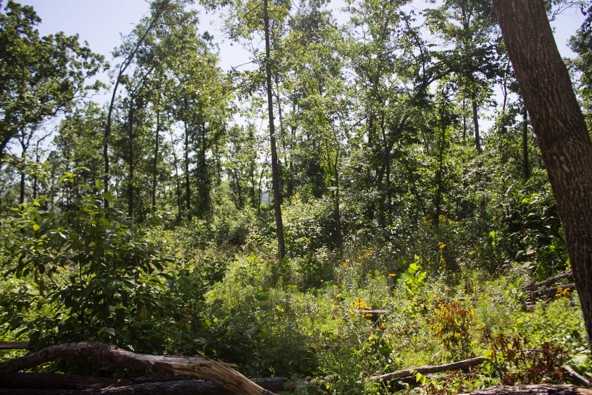 Timber Crossing Tract 4 photo 11