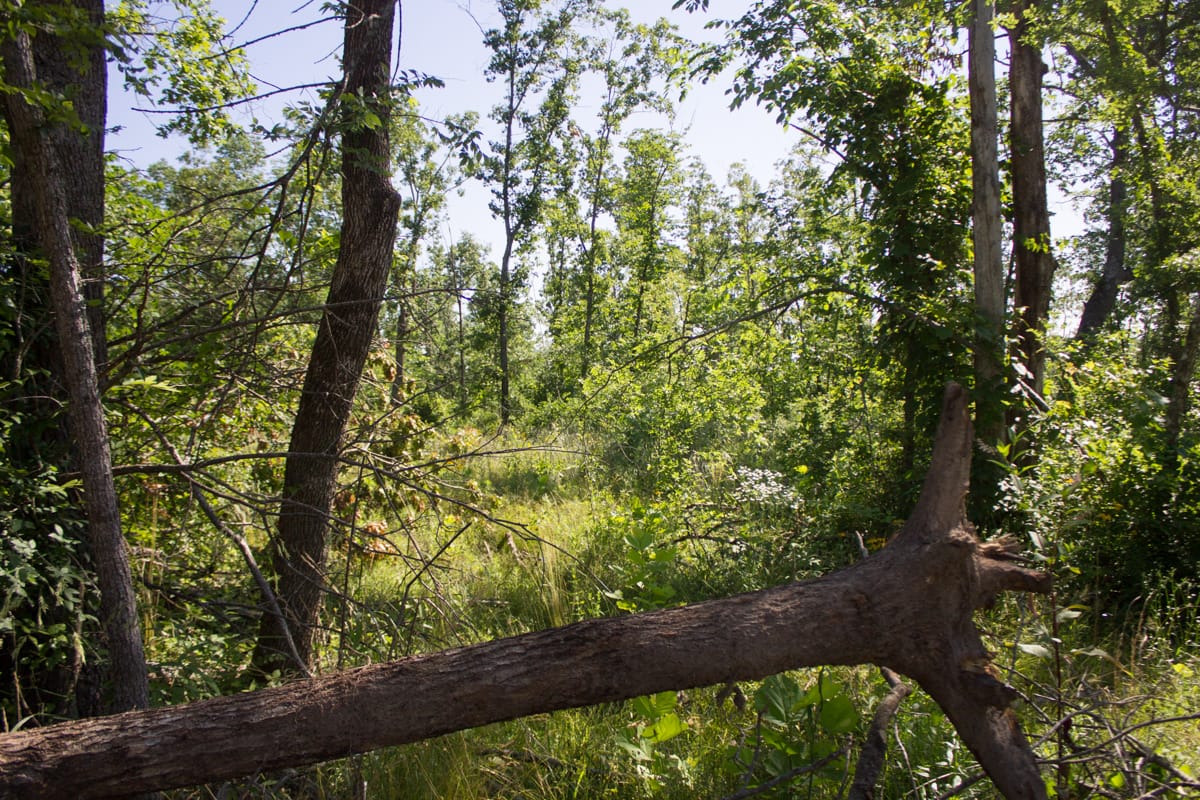 Timber Crossing Tract 4 photo 12