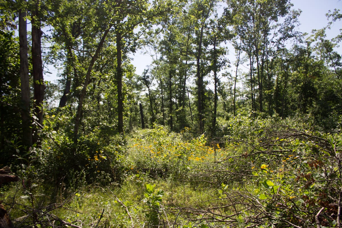 Timber Crossing Tract 4 photo 13