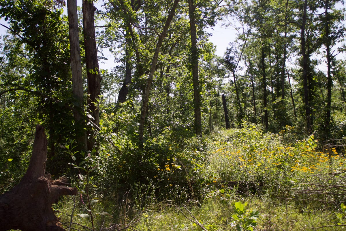 Timber Crossing Tract 4 photo 14