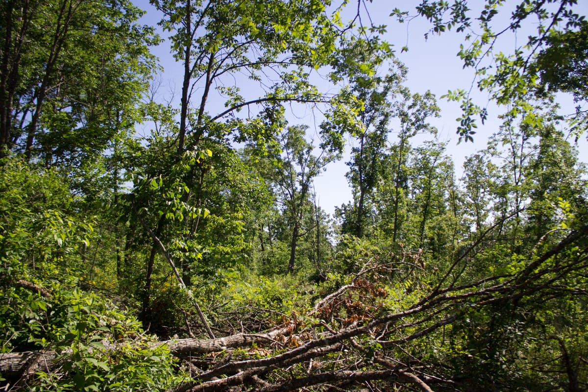 Timber Crossing Tract 4 photo 15
