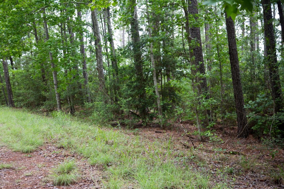 Rayburn Country Tract 289 photo 3
