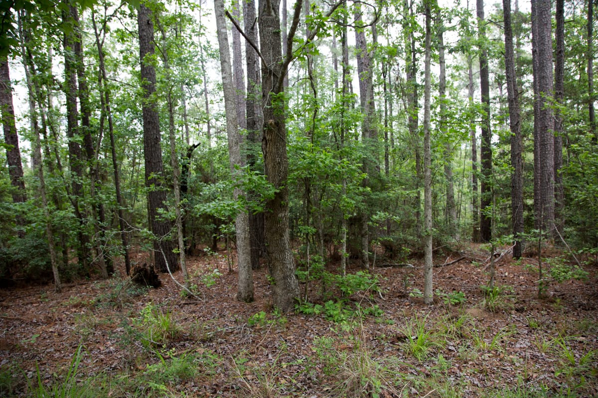 Rayburn Country Tract 289 photo 4
