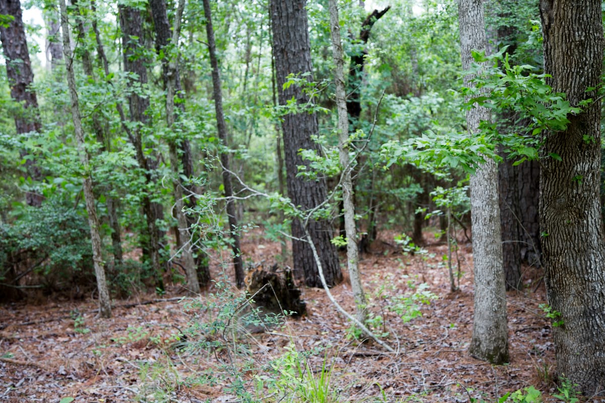Rayburn Country Tract 289 photo 5