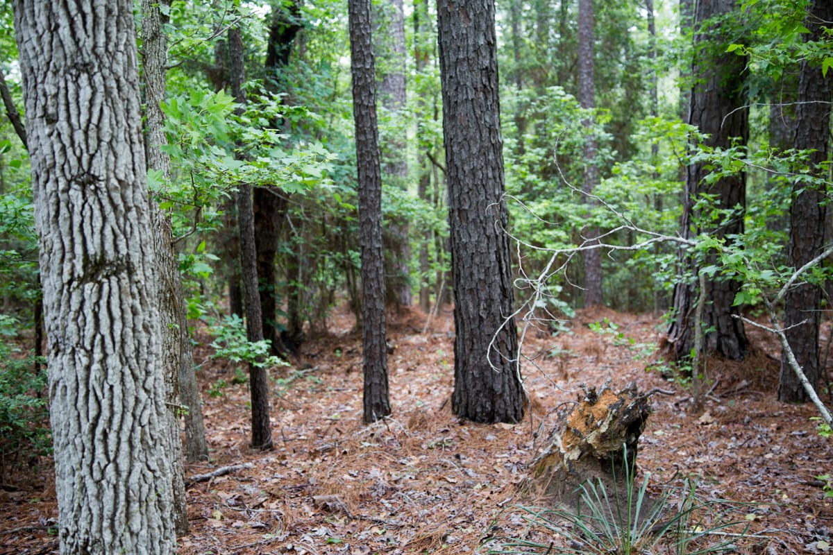 Rayburn Country Tract 289 photo 6