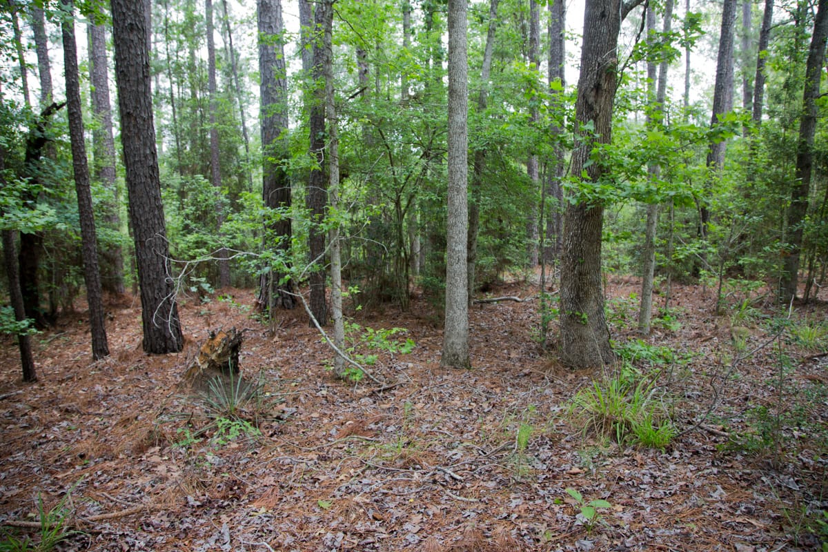 Rayburn Country Tract 289 photo 7